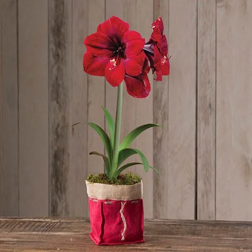 AMARYLLIS BULB KIT - $20