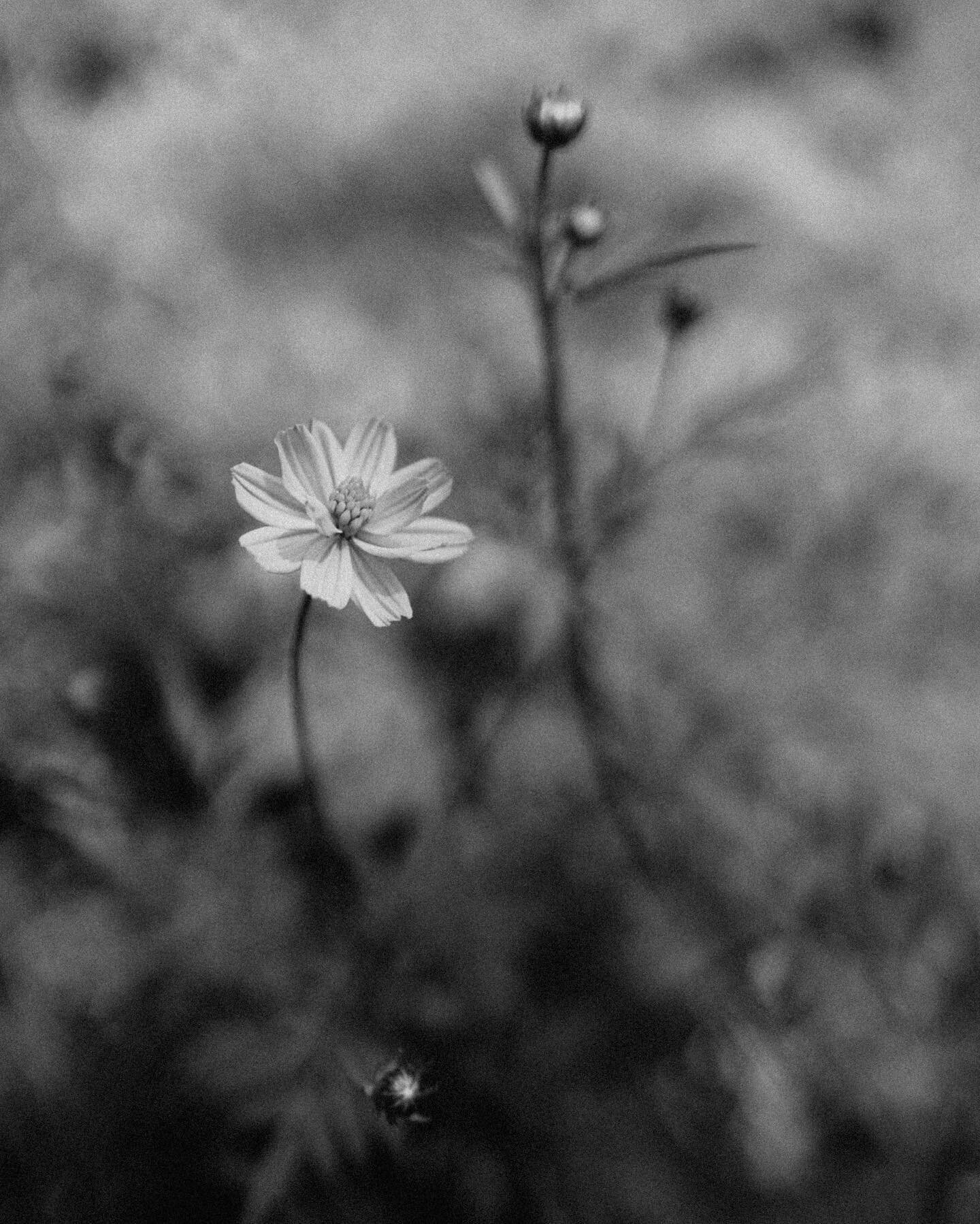 Planted tons of flower seeds around my yard early this spring and today my first cosmo bloomed 🌼 This was my first time planting flowers from seeds, so to say seeing this brought me joy this morning is an understatement!