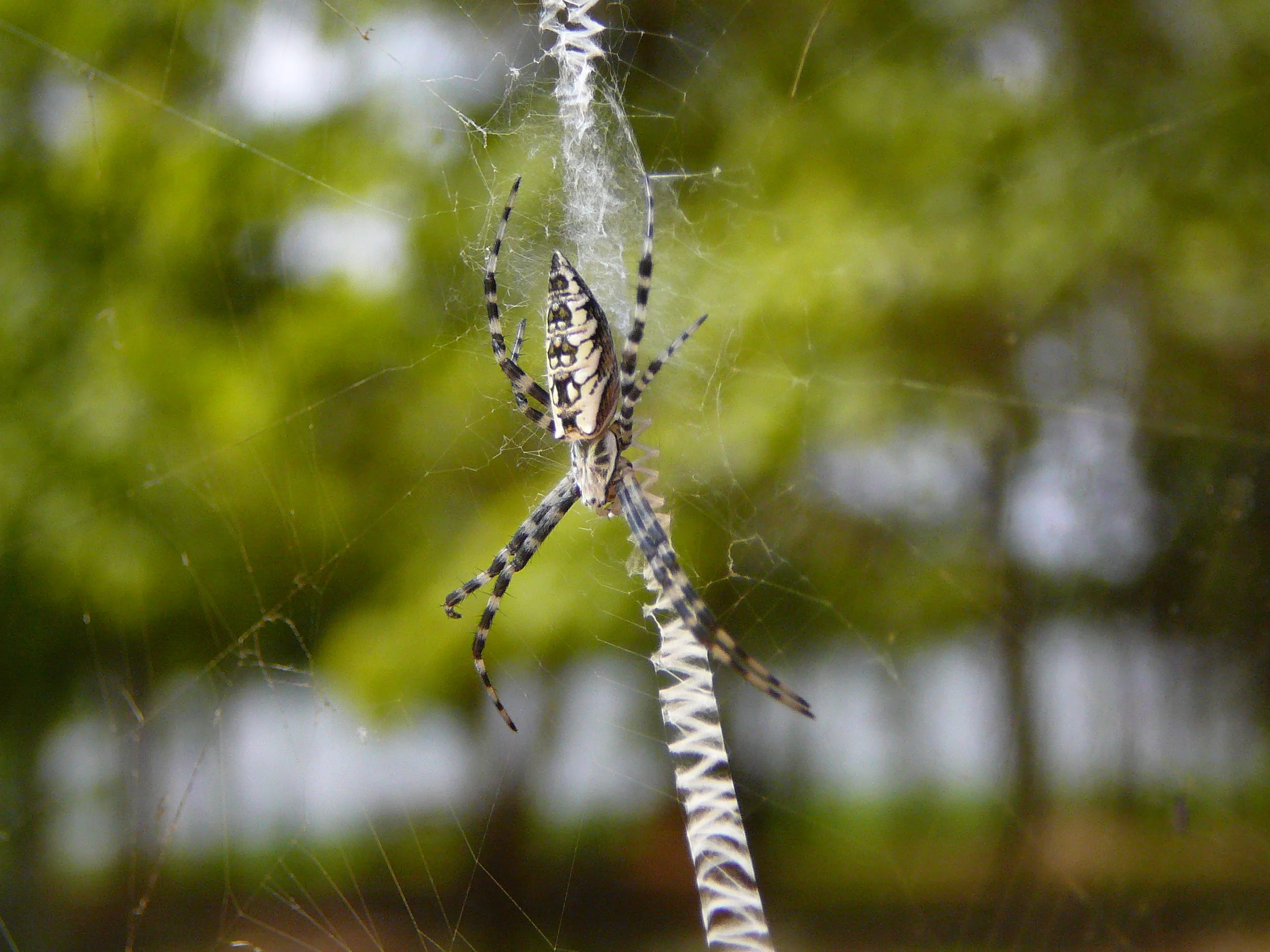 Argiope.JPG