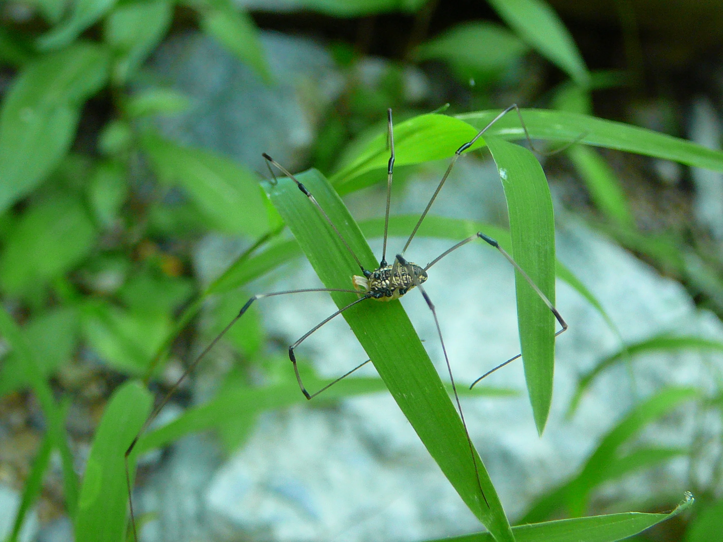Harvestman.JPG