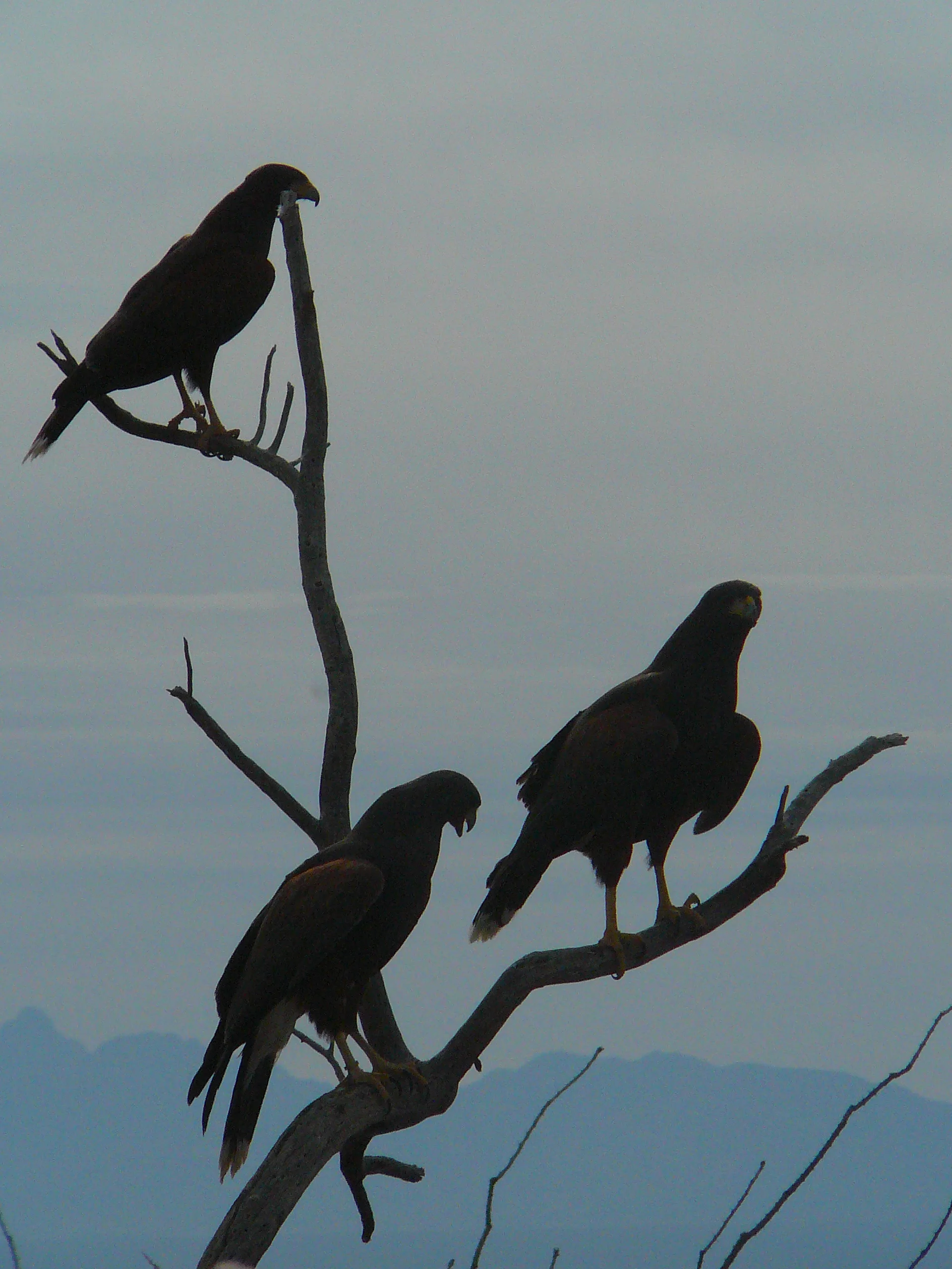 Harris' hawks.JPG
