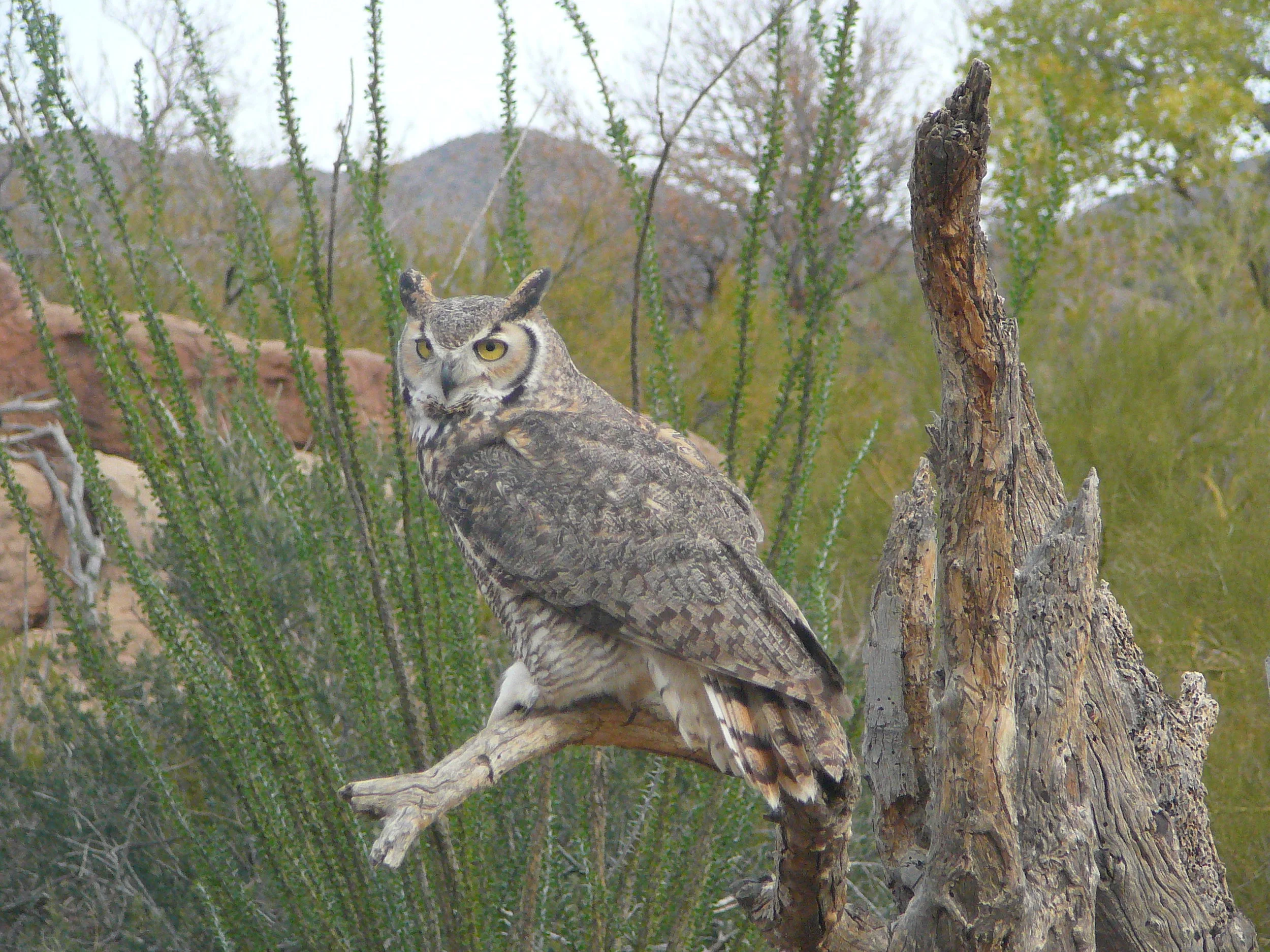 Great horned owl.JPG
