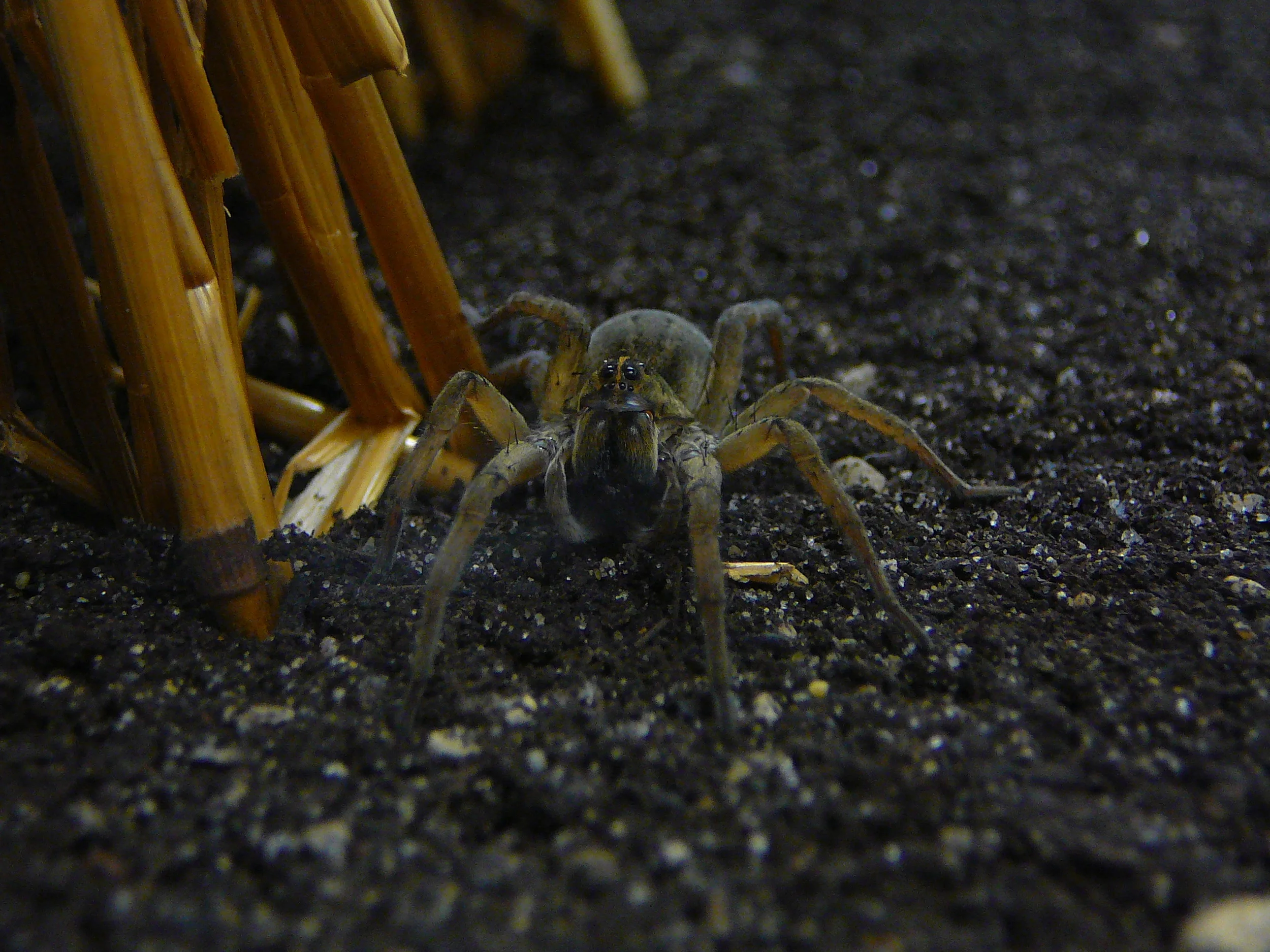 Tigrosa in tank.JPG