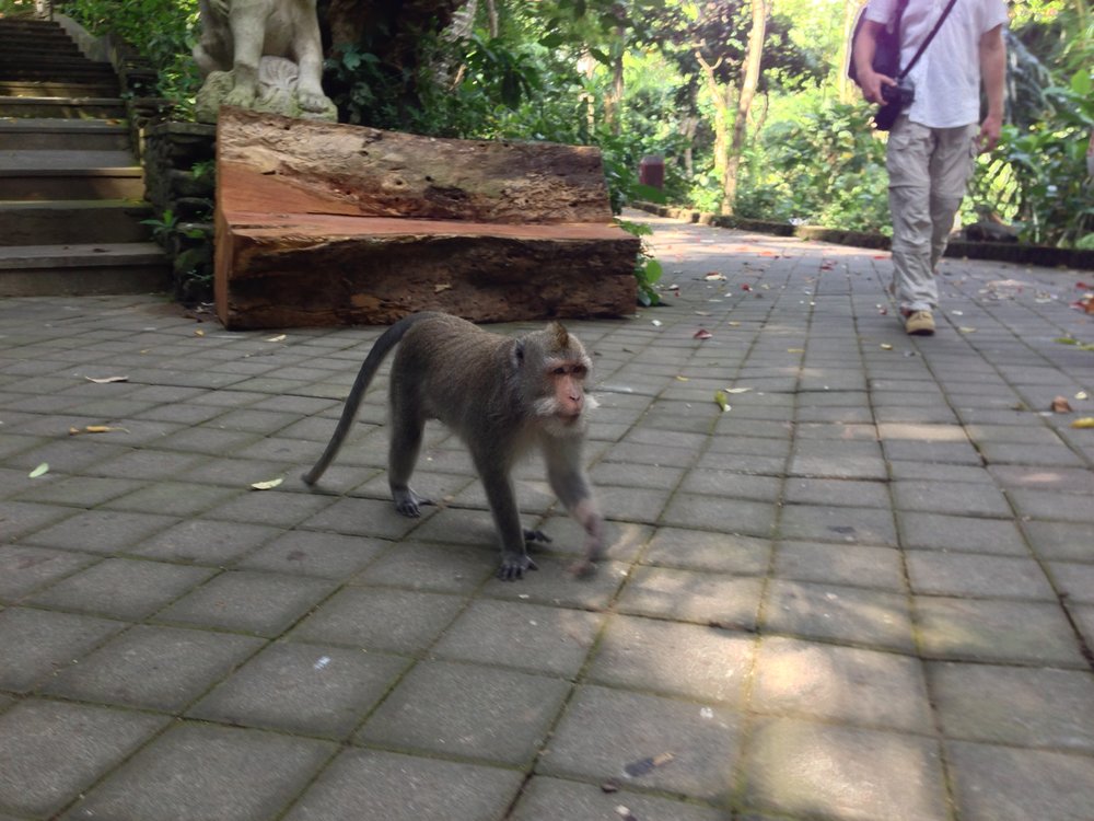 Adult_Monkey_In_Monkey_Forest_Bali.JPG