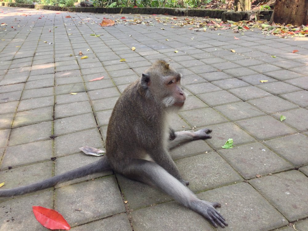 Sitting_Down_Monkey_Forest_Bali.JPG