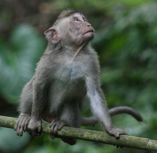 Crab_Eating_Monkey_in_Monkey_Forest_Ubud_Bali.jpg