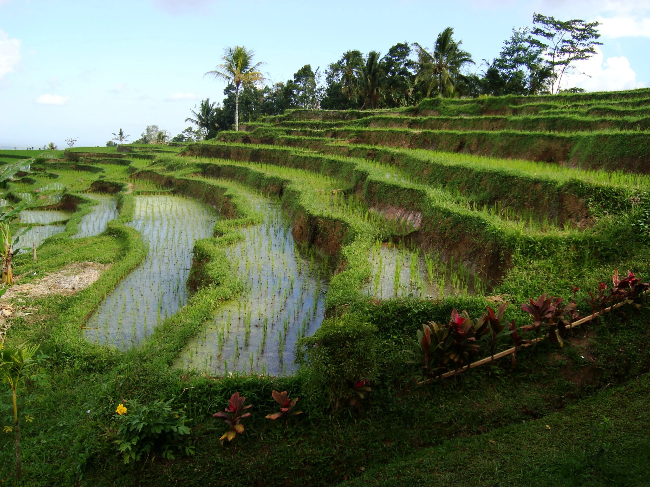 Jatiluwih Rice Terraces