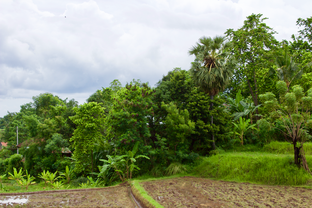 More Rice Paddies