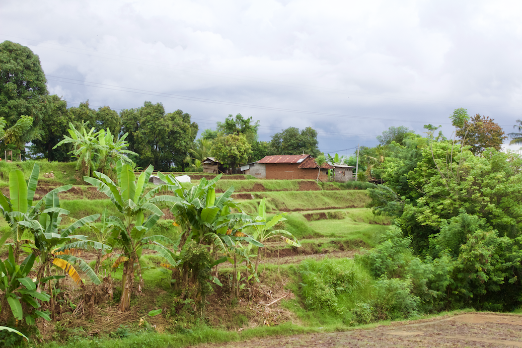 More Rice Terraces