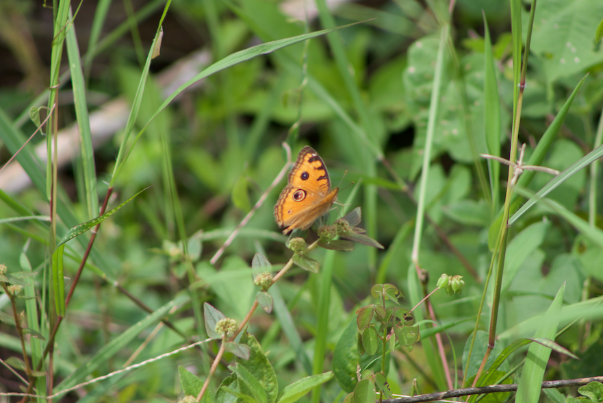 Butterfly Opening its Wings