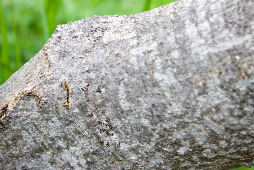 Tree Close Up
