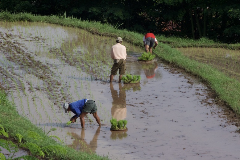farmers-planting-rice-in-bali.JPG