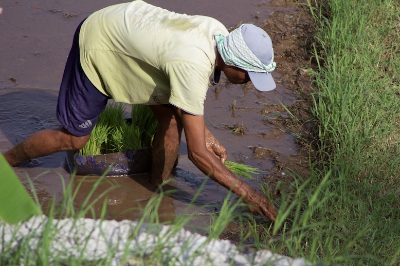 close-up-of-balinese-man-planting-rice.JPG