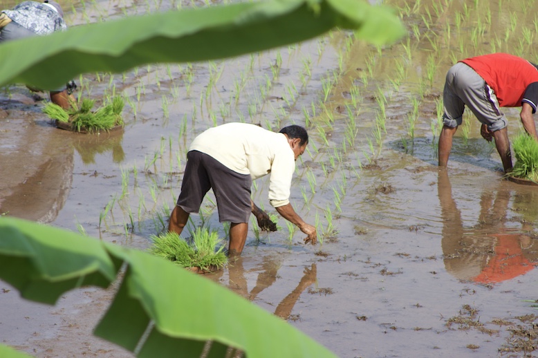 planting-rice-paddy-in-north-bali.JPG