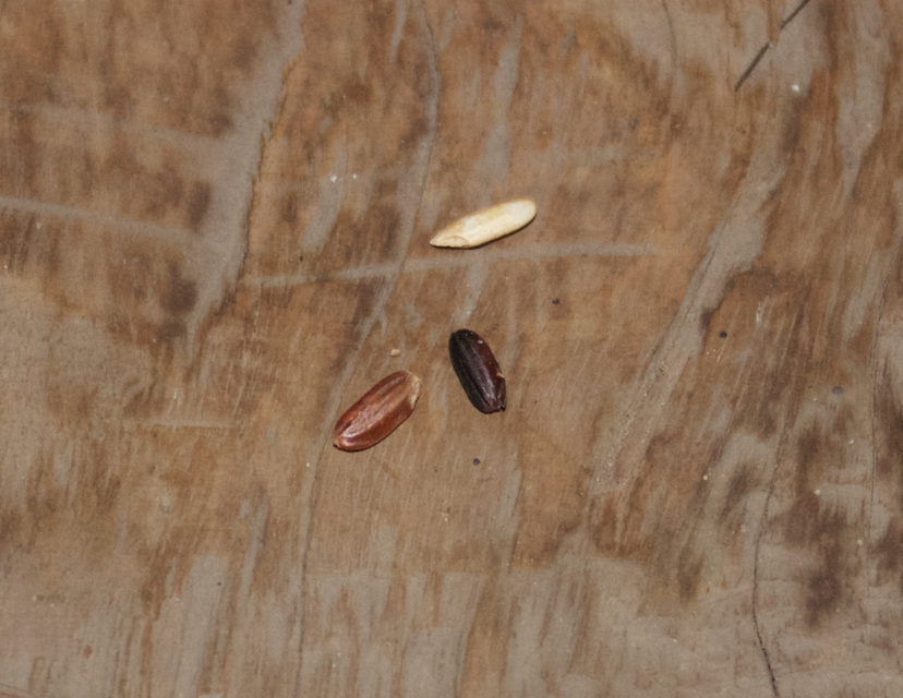 The three kinds of rice grown in Bali.