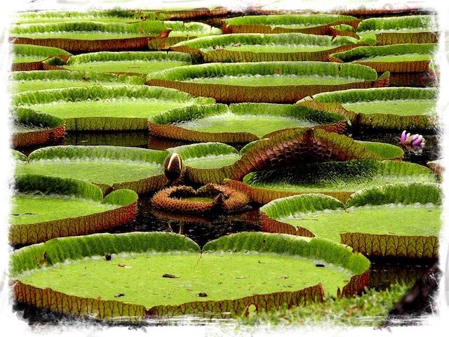 Green Bali