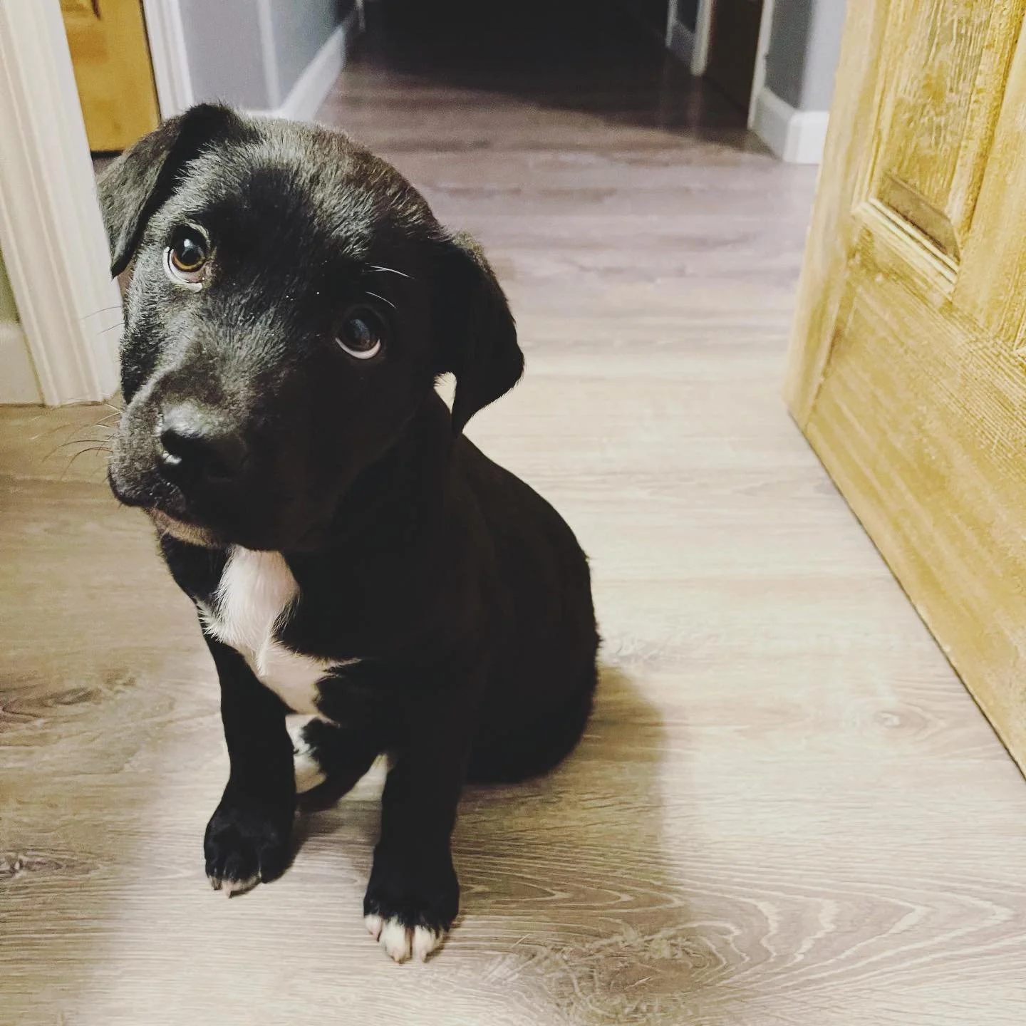 This is Theo. He’s been around for a couple months but I don’t know how to use social media correctly.
Growing like a weed. Check the last two photos to see the changes over just a short time. 😳😭
He’s a Lab mix I’m told.