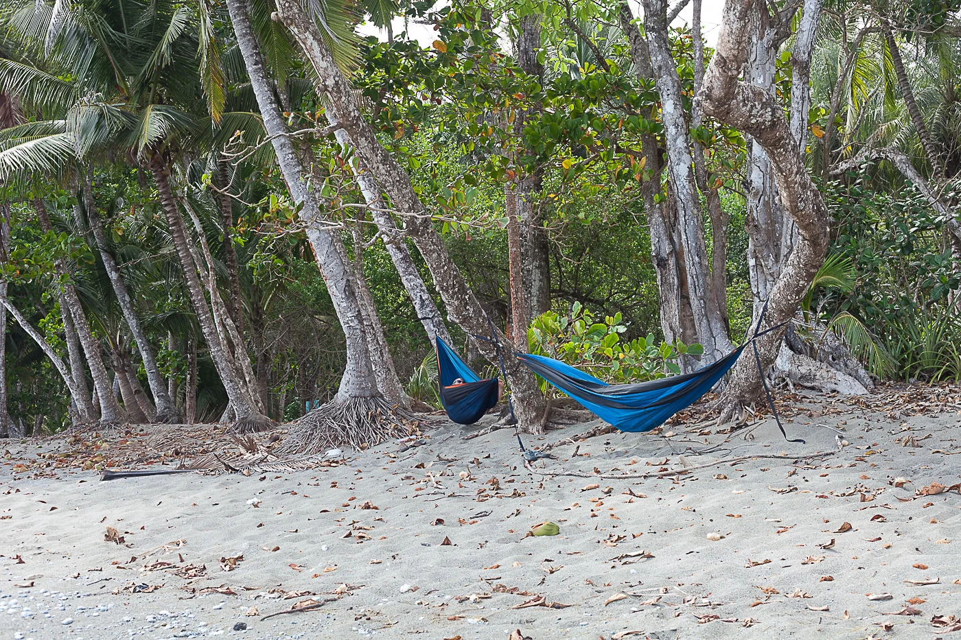 Matapalo Hammocks.jpg