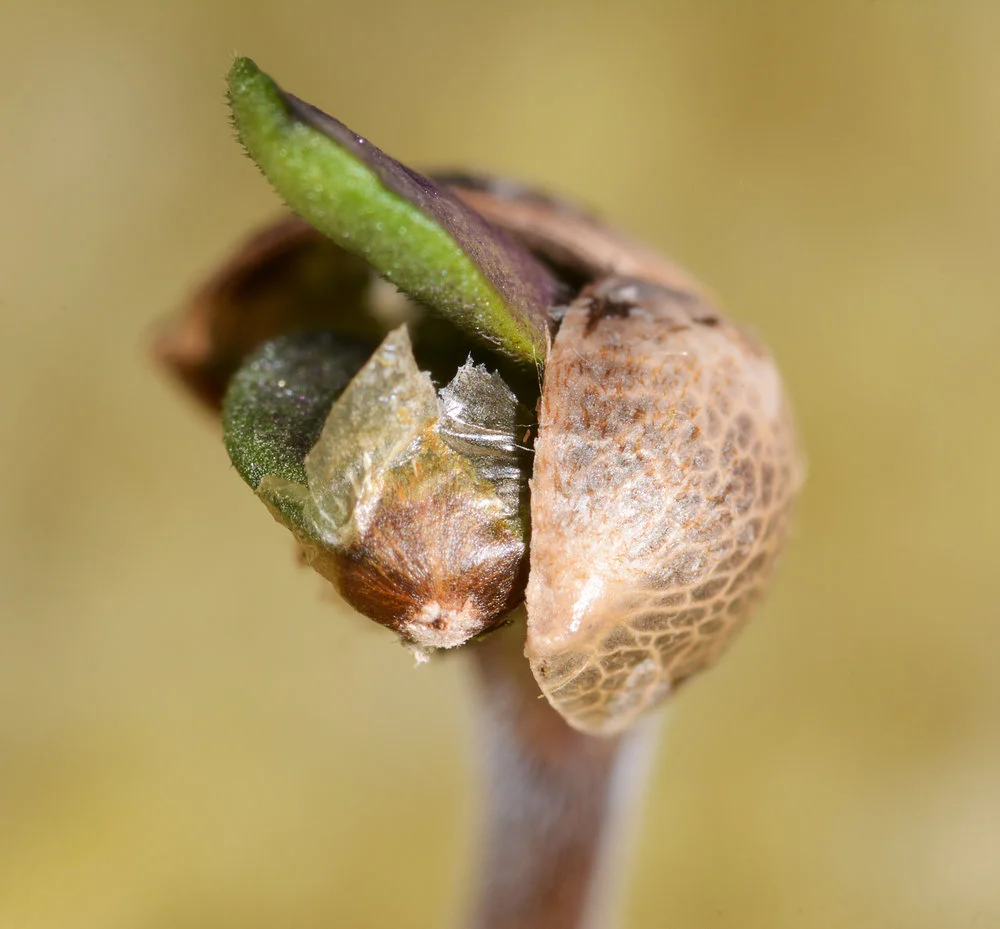 Seed+Photo+2.jpg