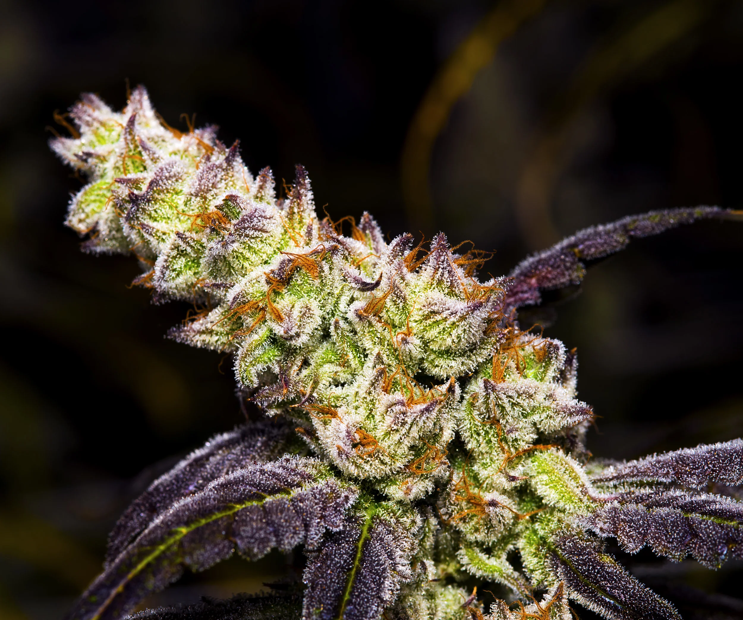58th-Plant-7.jpg