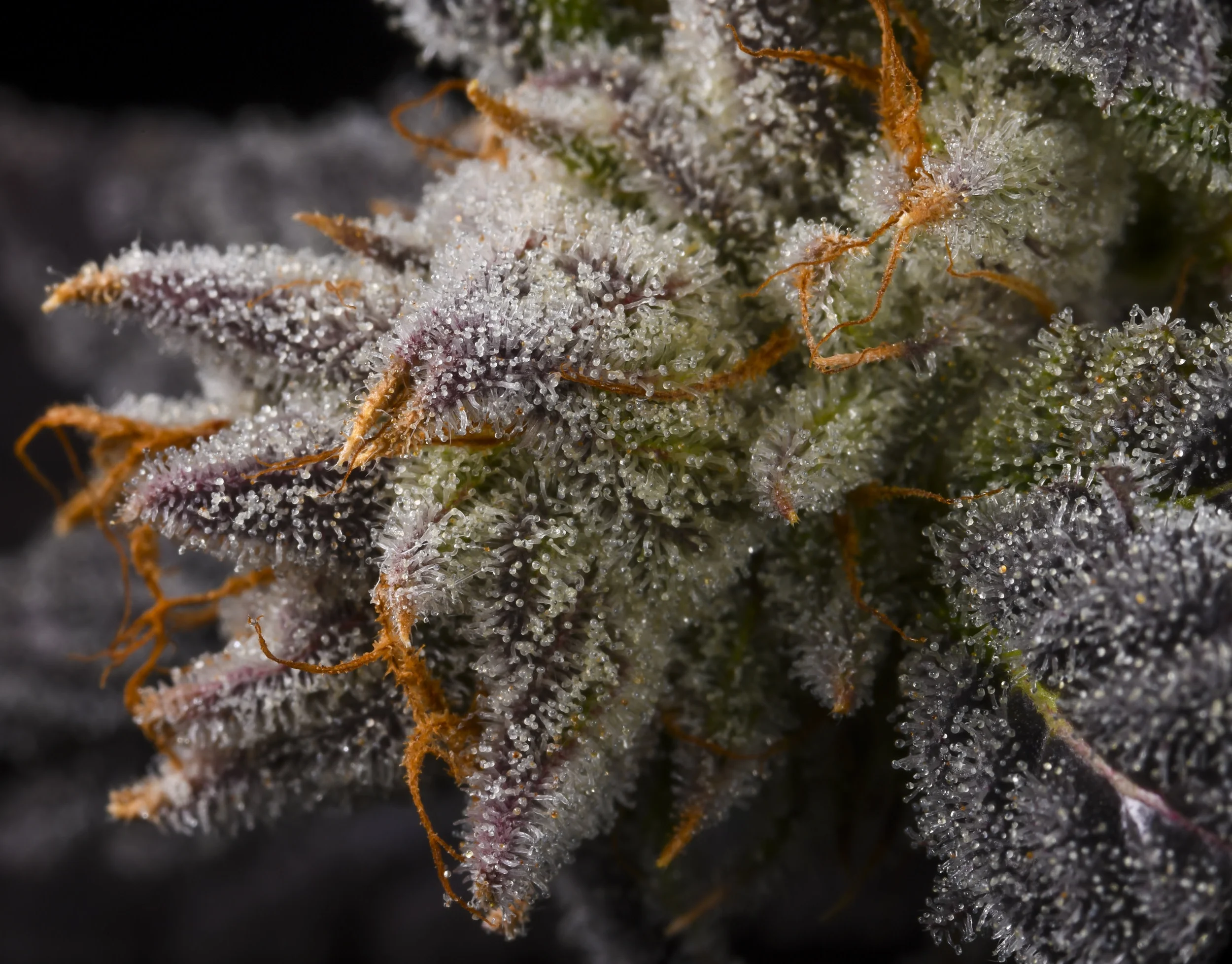 Sundae Driver #20-3.jpg