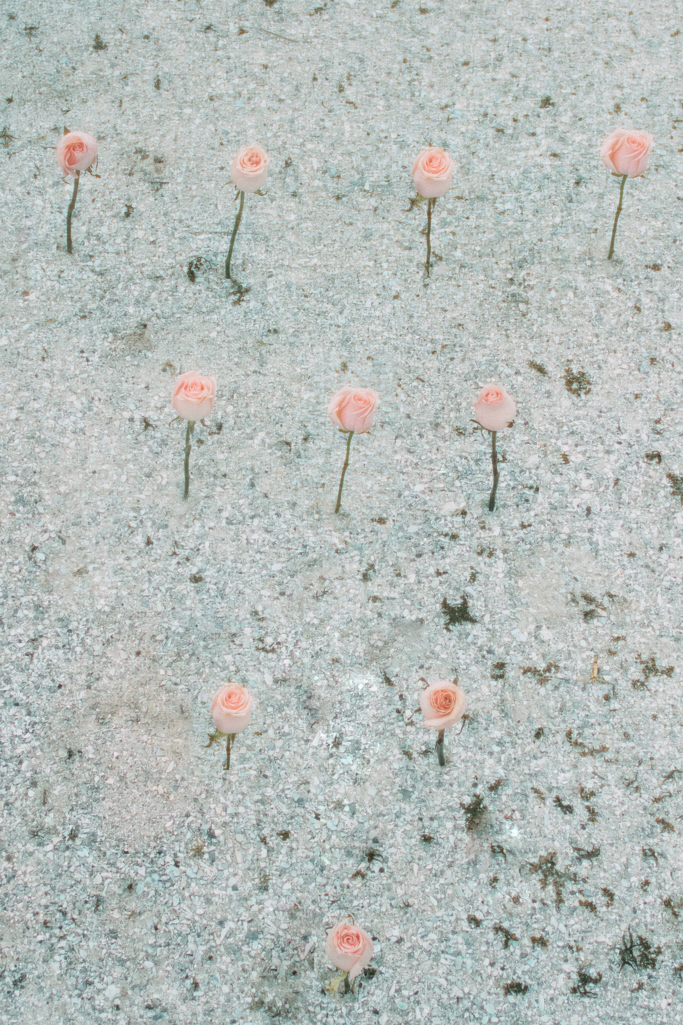 1DSC_9796_32608 copy.jpg