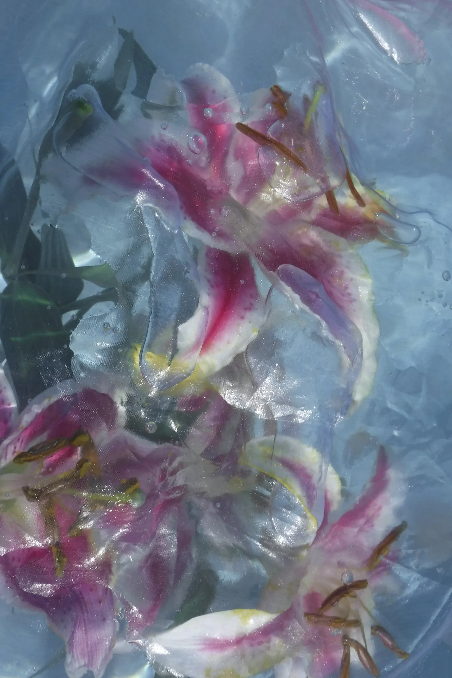 Water Flower 5