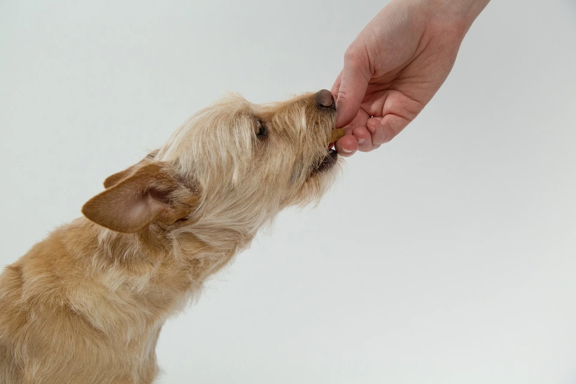 dog-1033140_1920.jpg