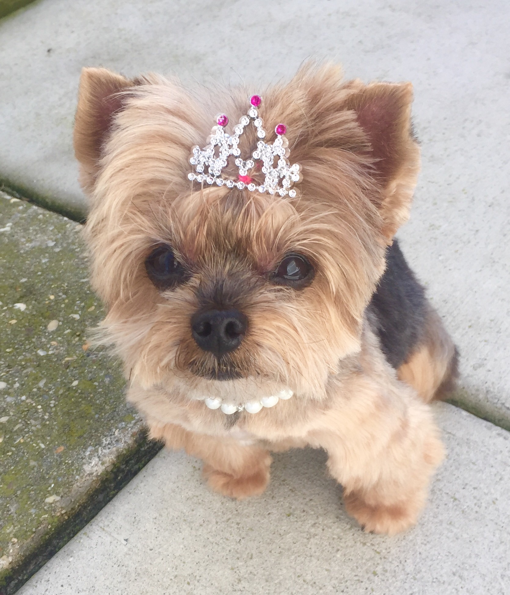 Grooming Pets with Special Needs