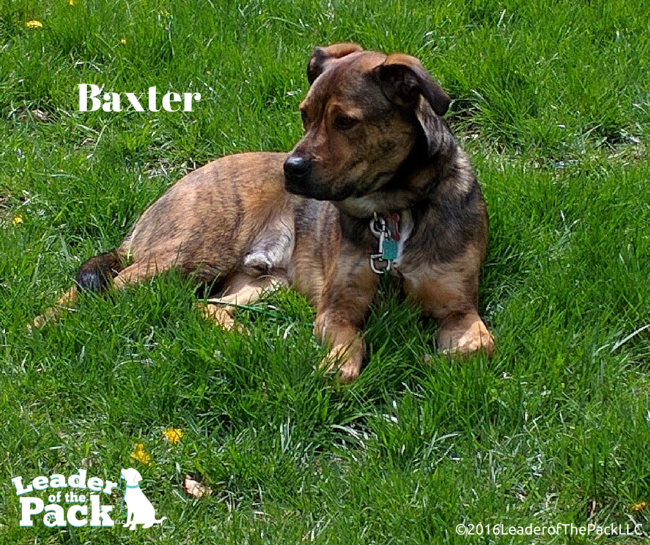 Baxter.png
