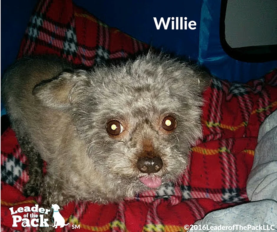 Willie.jpg