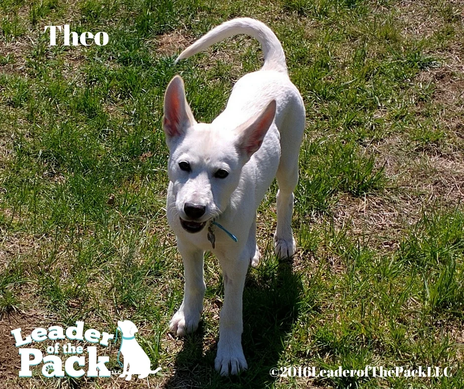 THEO.jpg