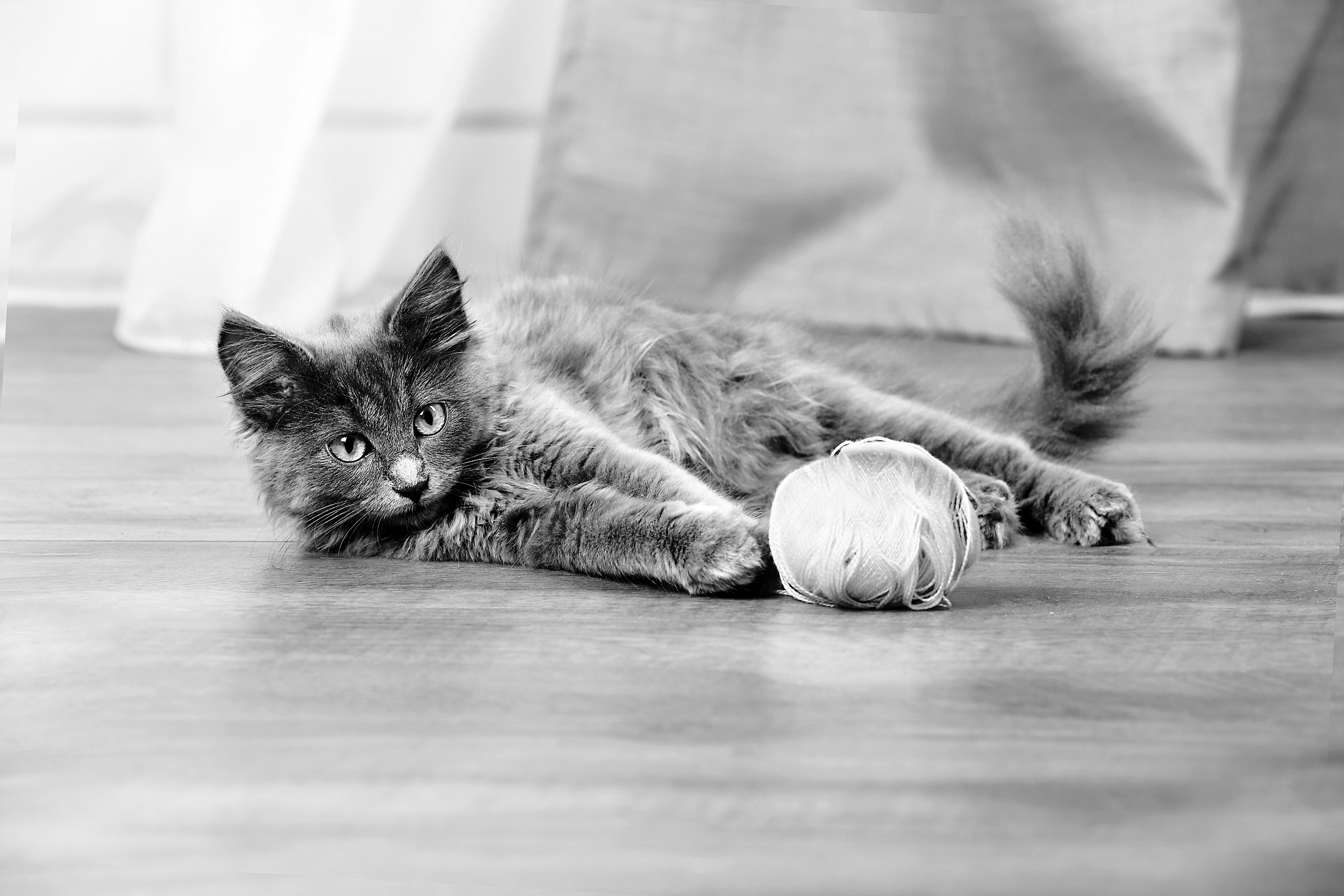   Litter Training    for Kittens Still Learning 