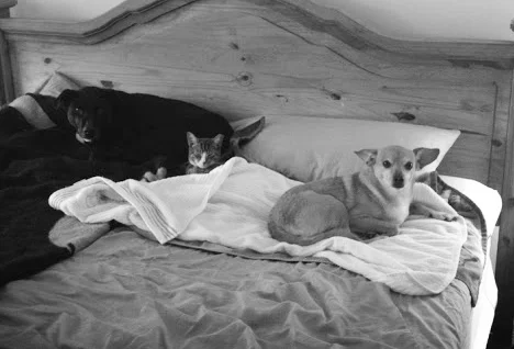 Absolute Best! If you want to go on vacation without worrying about your fur babies then I suggest you look no further because Caroline is the absolute best!!! I had a really bad experience with a different pet sitter before I found Caroline and I was completely stressed right before I left for this last trip. Caroline put me at ease and I was able to enjoy my vacation! She keeps you updated and informed about your fur babies while you are away, which is very comforting! She is truly passionate about her career and I am so happy I found her including the dogs! I even think my little one was upset when she was gone and I came back! You will not be disappointed if you choose her to care for your fur babies while you are away!