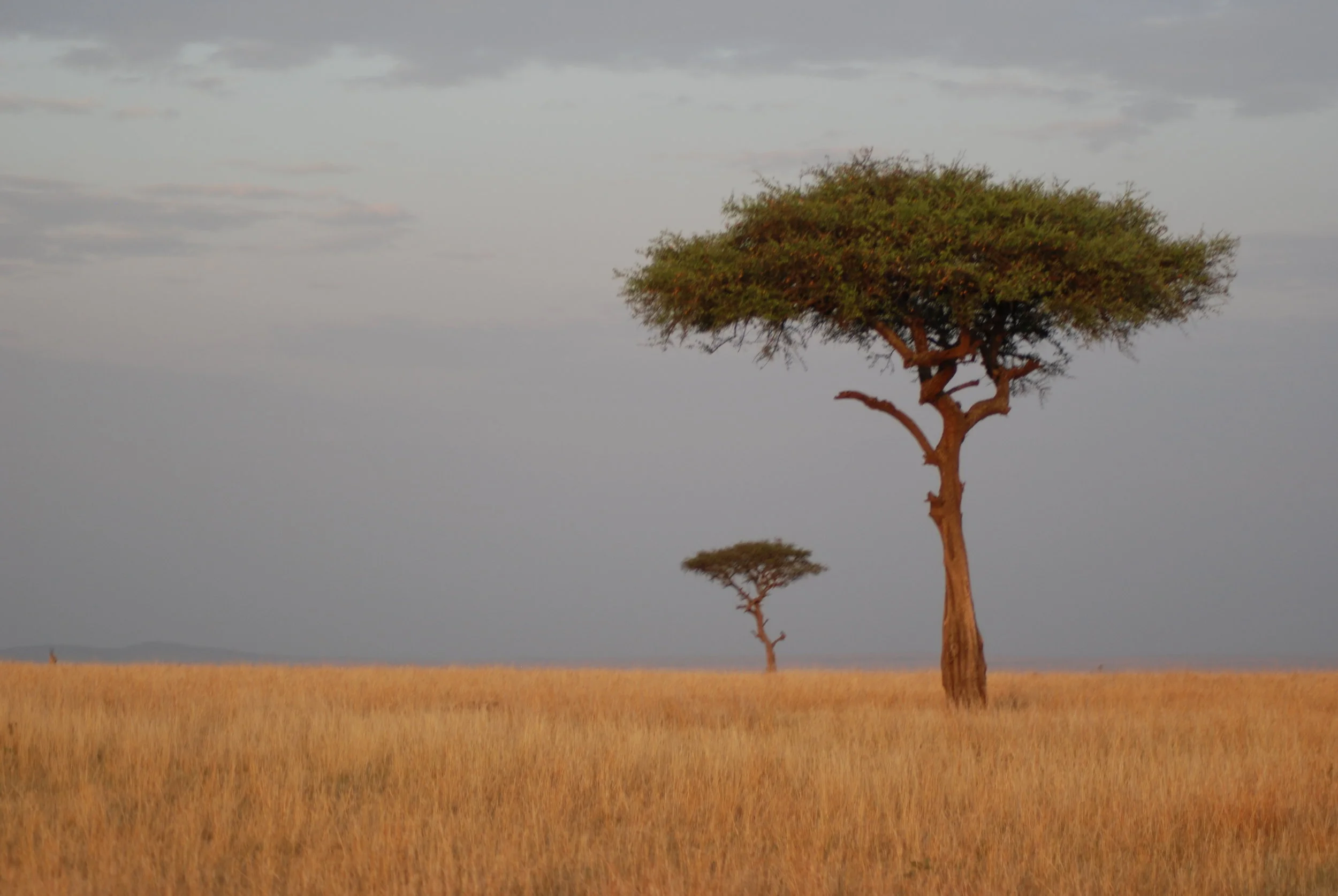 De Rafikis, aventuras y memorias  en el Este del África Negra.