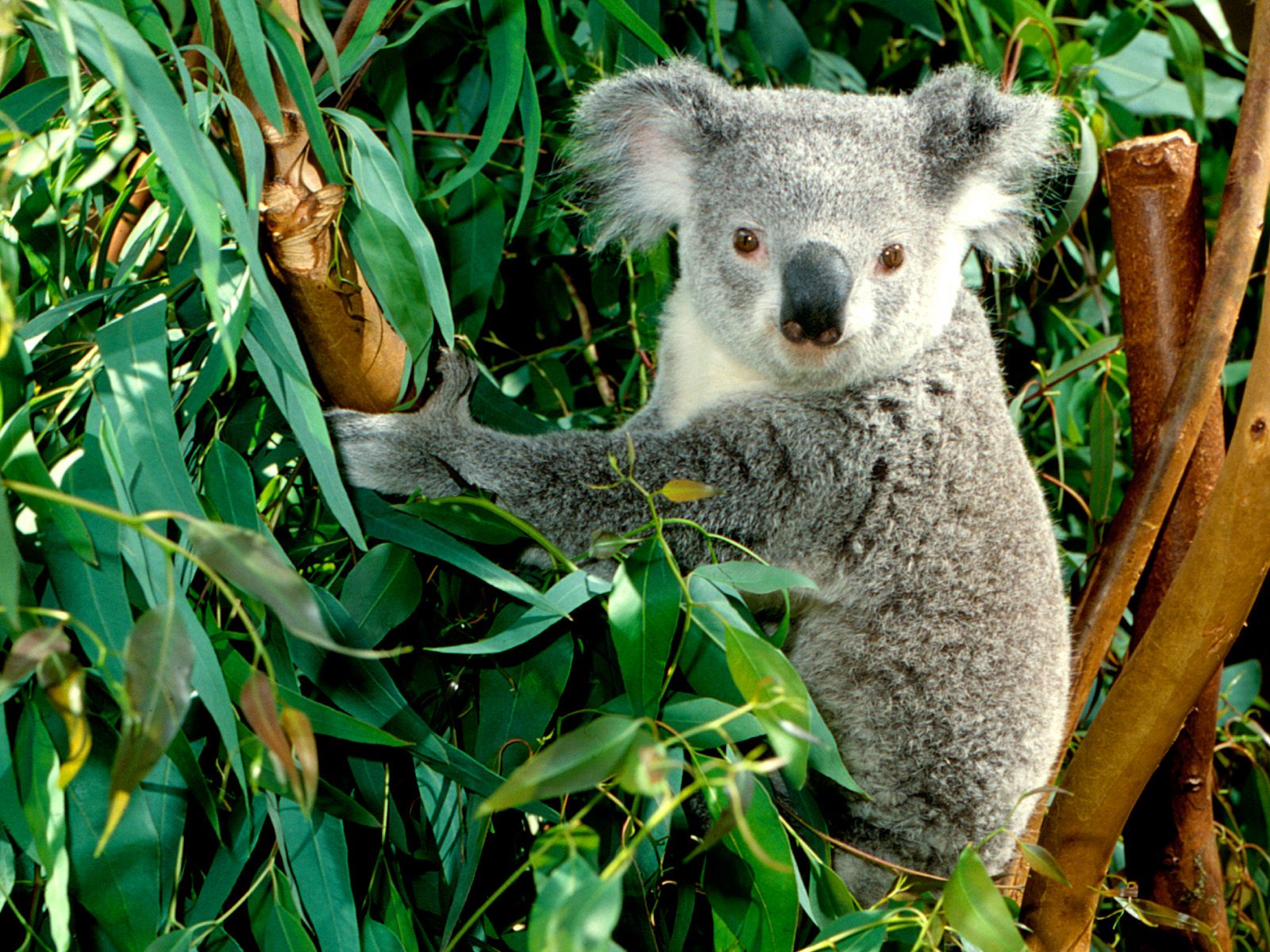 imagen-koala.jpg