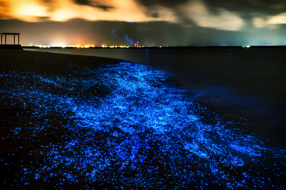 bioluminiscencia-maldivas.jpg