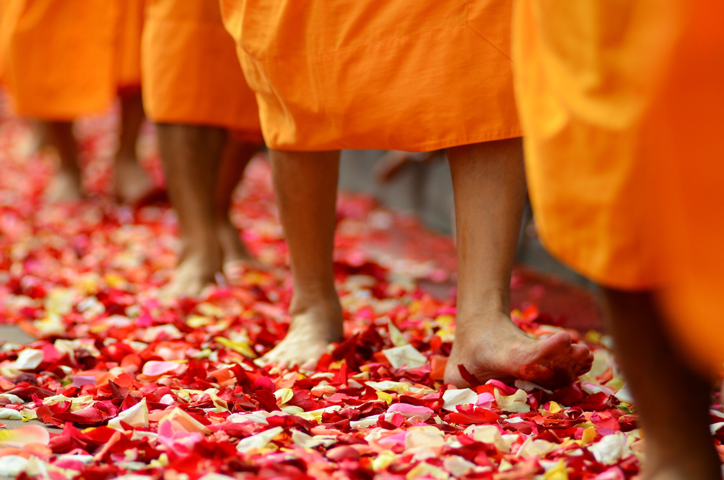 Thailand - Monk walking flower path (1).jpg