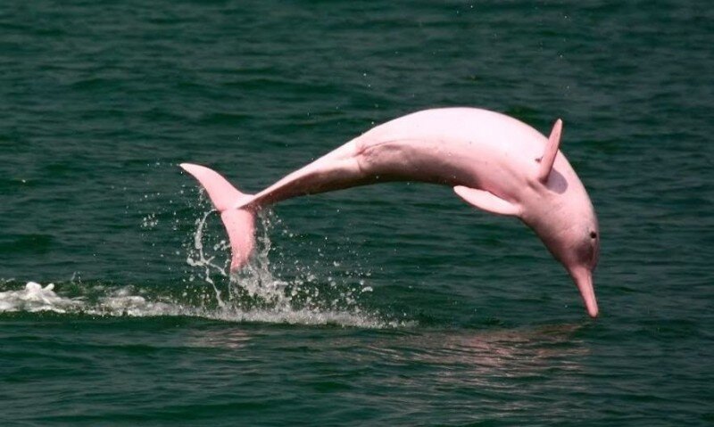 foto-de-delfines-rosados-del-amazonas.jpg