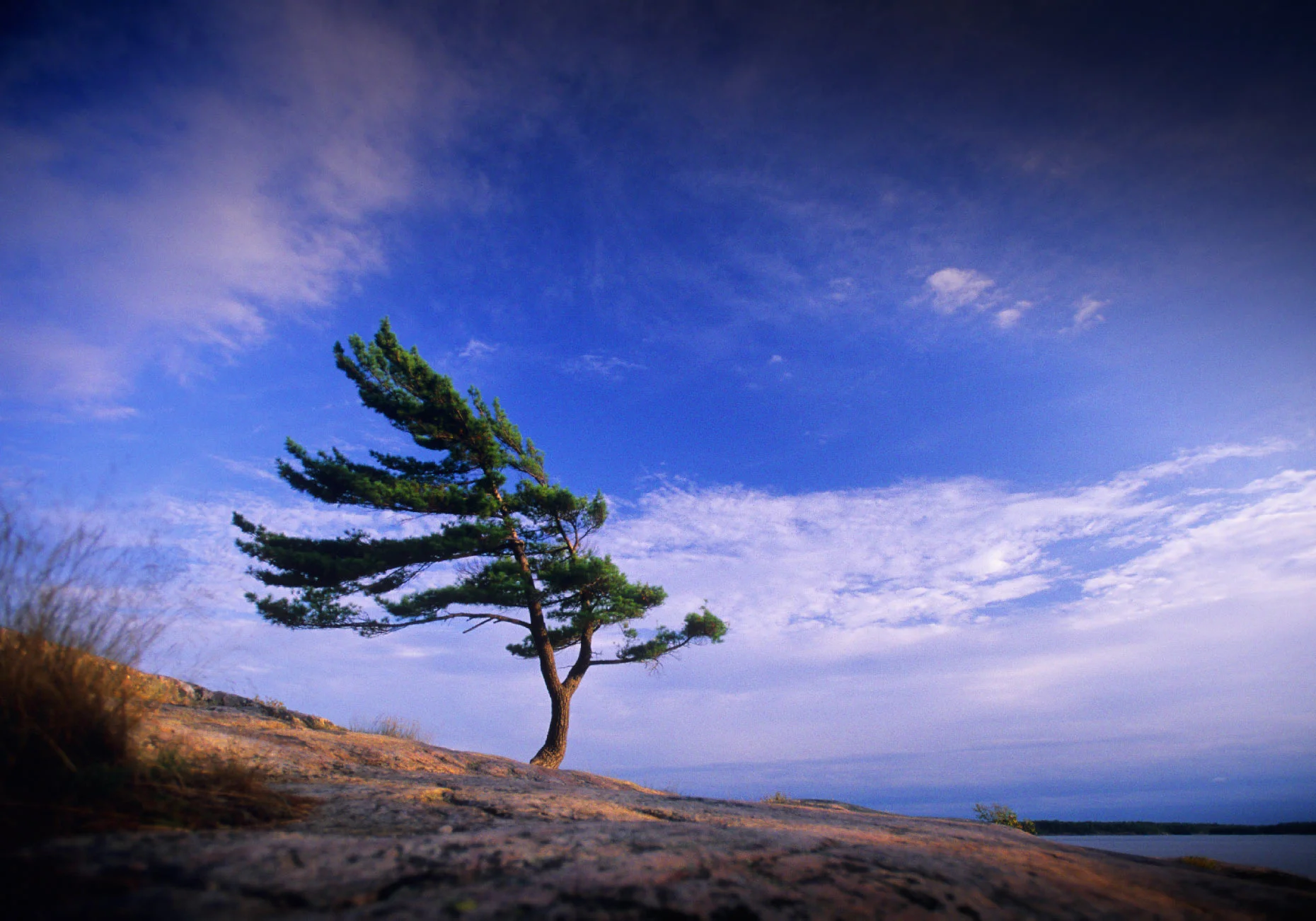 last_test_pine_tree_web.jpg