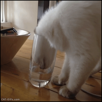 giphy-2.gif