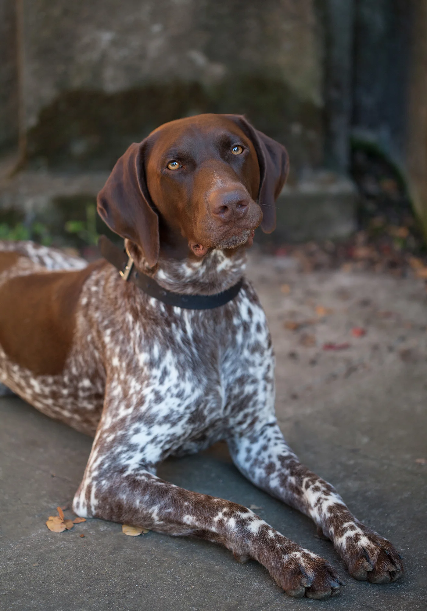 Copy of Copy of Dog portrait