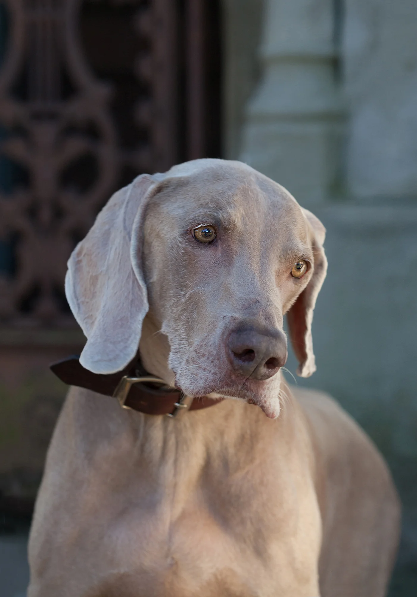 Copy of Copy of Dog portrait
