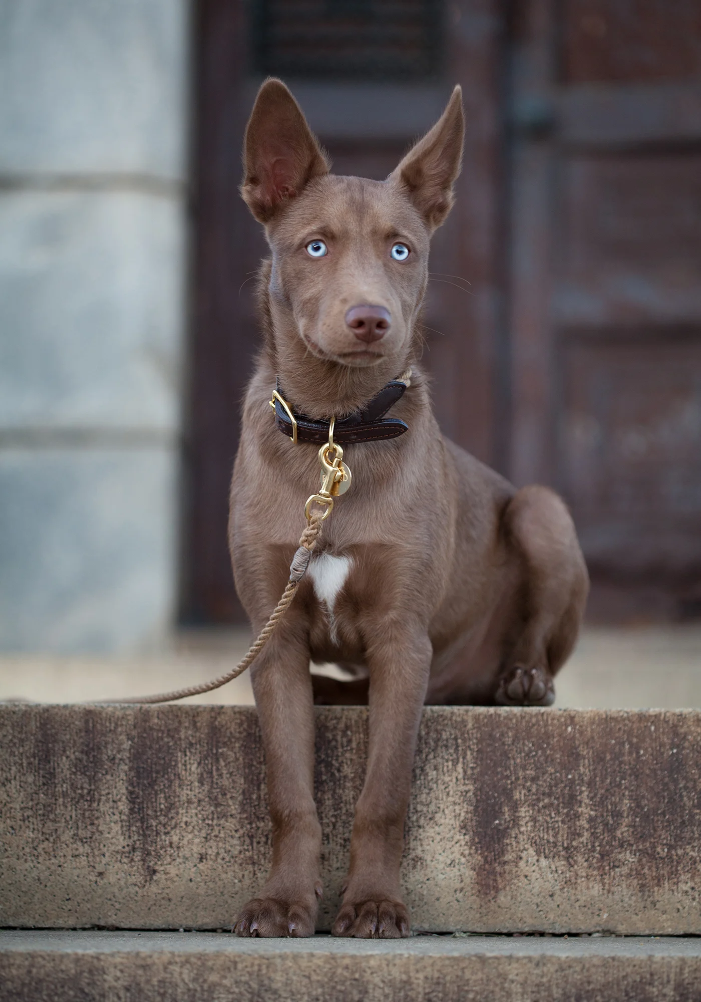 Copy of Copy of Dog portrait