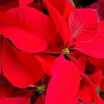 6" Poinsettias - Variety of Colors