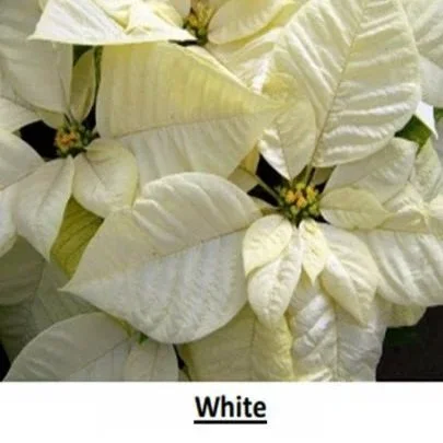 White+Poinsettias+-+6+inch.jpg