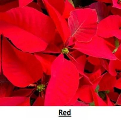 Red+Poinsettias+-+6+inch.jpg