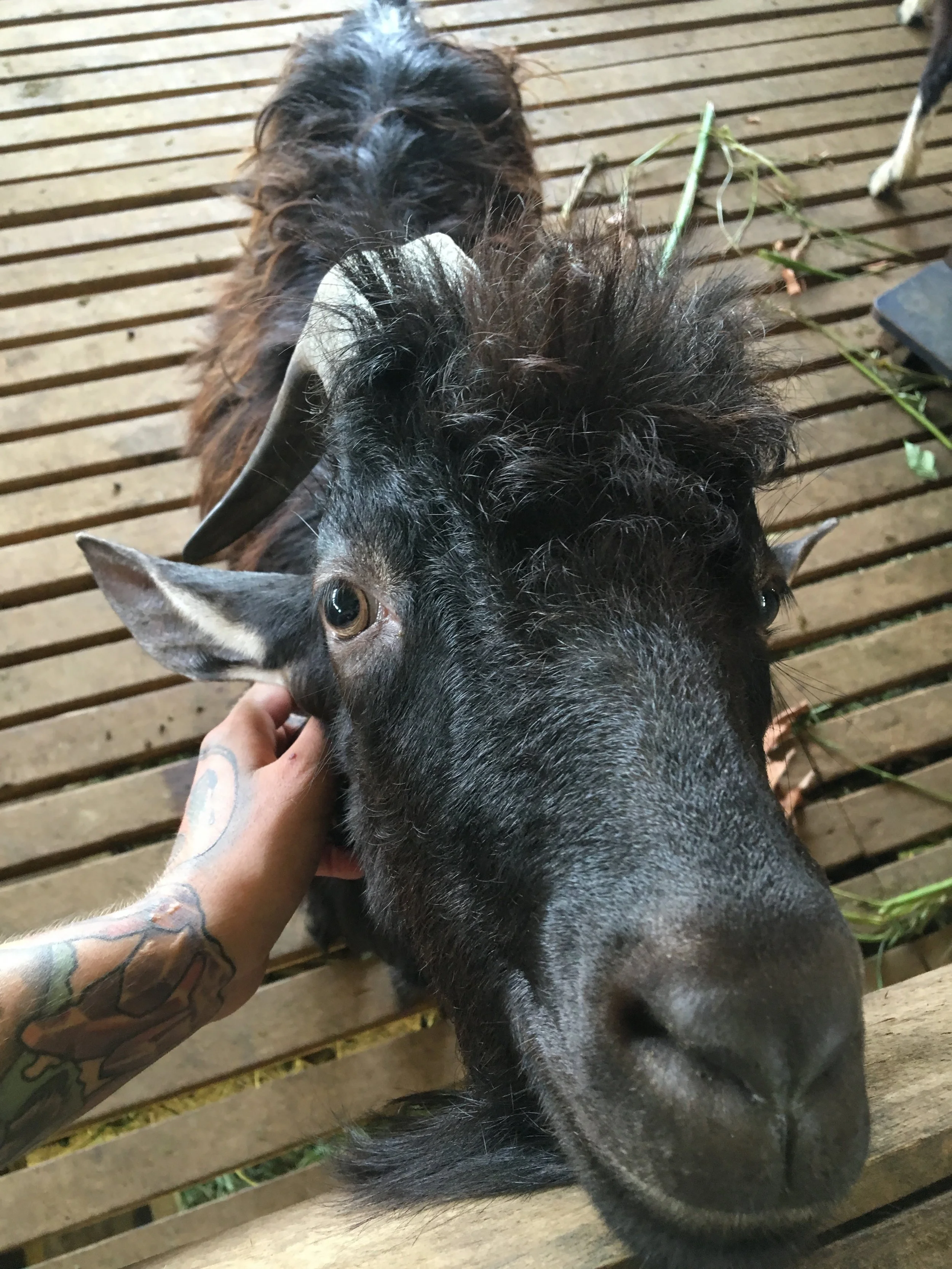We got lost bike riding and found an unattended goat farm, let ourselves in and started petting everything that would come near us.
