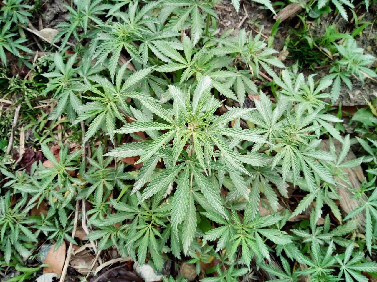 Weed grows all over the place here. Lee took this.