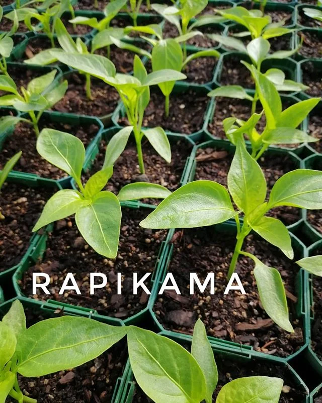 Rapikama - Capsicum